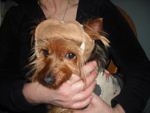 CODY's Padded Sherpa Hat/Headgear for 'Special Needs' Pets