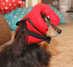 Hallie's 'BUMPER HAT' - (Protective Padded Headgear for Blind Dogs)