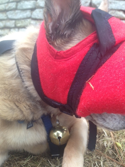 Salsa's 'BUMPER HAT' - (Protective Padded Headgear for Blind Dogs)